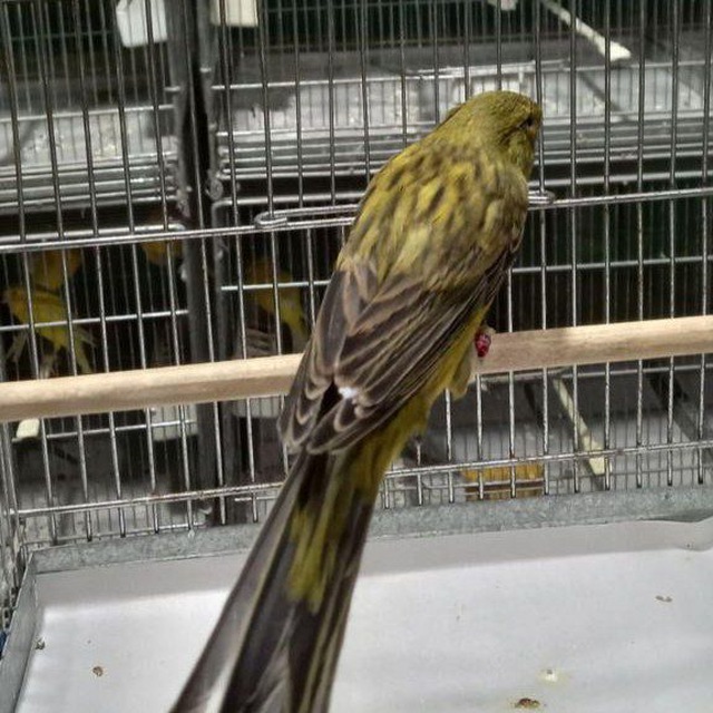 گروه قناری بازان ایران تشخیص بیماری و درمان